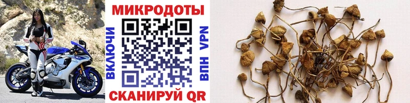 где можно купить наркотик  Макаров  Псилоцибиновые грибы Cubensis 